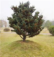 武汉花木公司探秘