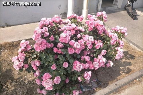 一忌温度过高时喷药