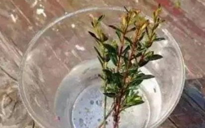 生根水在家怎么做？手把手教你快速制作