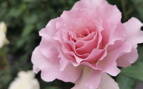 芽芽的大小也要堪