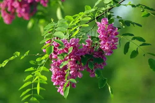 槐树花红艳艳，能吃吗