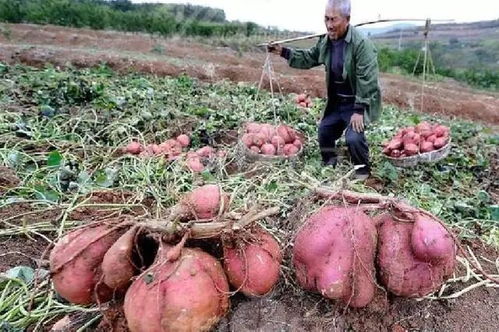 红薯收获时间一般在霜降前后，需注意土壤湿度、病虫害防治