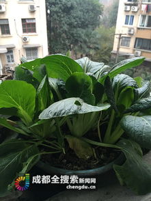 自制有机肥料，你试过用厨余垃圾吗