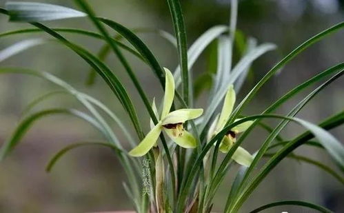 消毒剂的选择与配制