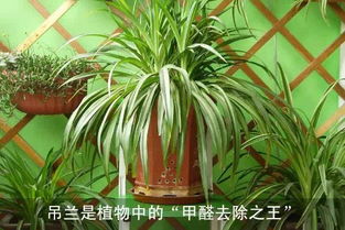 烟草植物：特殊的叶子，特殊的用途