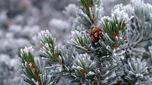 Word雪松修剪整形的几大技巧