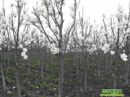 南召县云阳镇山头村美丽乡村建设试点项目