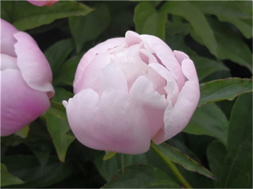 节省50%面积：种植不再是负担