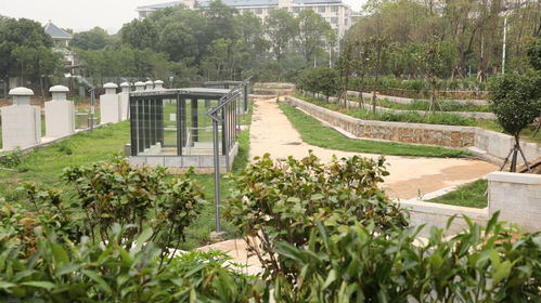 校园绿化的美丽瞬间