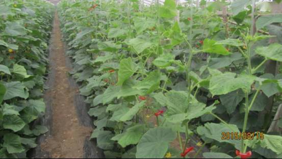 解除激素药害， 多重保护