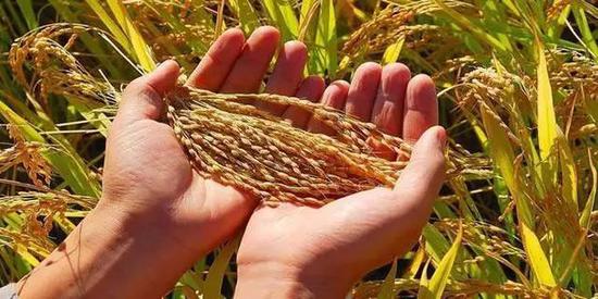 警惕毒麦危害，保障粮食安全与动物健康