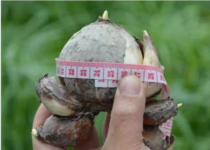 抑制物质， 要注意