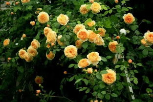 月季花的世界， 美得让人不想眨眼