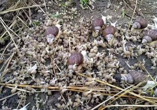 蜗牛大田养殖：农药残留的隐忧