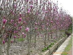 红玉兰树苗种植：养好它的秘密在这里！