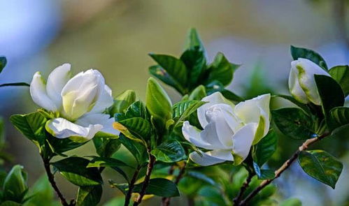 桅子花蕾不长，是土壤缺肥吗