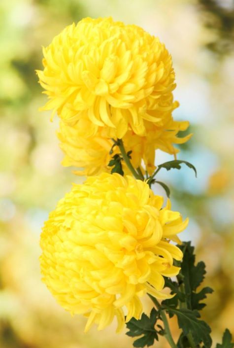 揭秘黄菊花语：探秘其独特花意，解锁花卉魅力