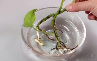 自制生根水，浇花神器！