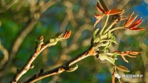 秋冬季园林植物养护， 低温影响应对攻略