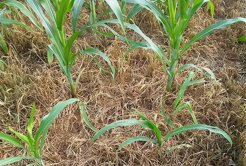 露水影响，怎么处理？