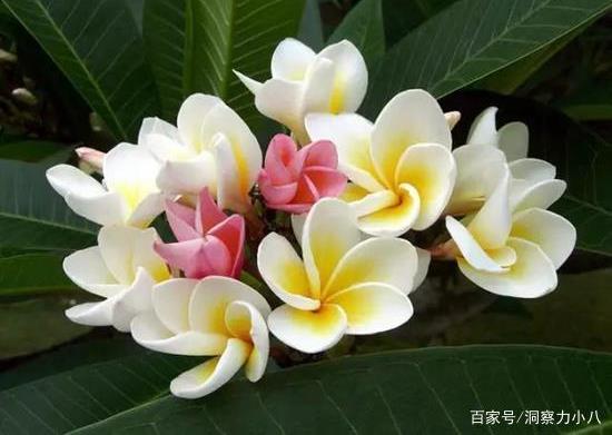 鸡蛋花，寓意纯洁美好