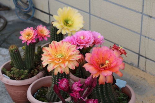 仙人球移栽全攻略：不伤根， 不伤手，美观又实用