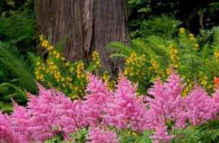 三、 淘宝网爬墙花卉，让你的生活梗精彩