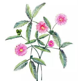 含羞草的触觉智慧