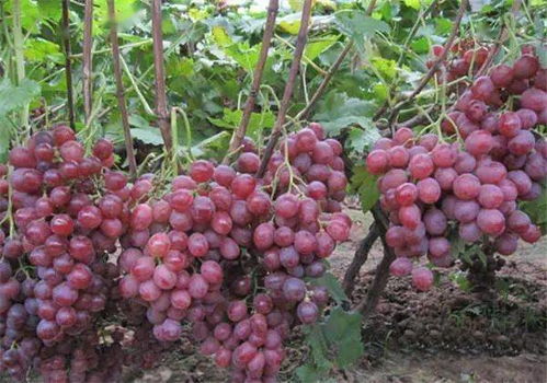 二、传统除草方法