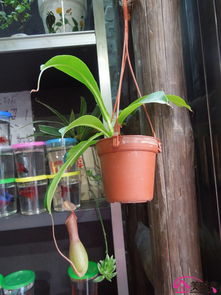 花卉品种与名称大全