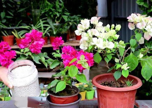 冬季花卉的温暖守护：薄膜覆盖的奇妙作用