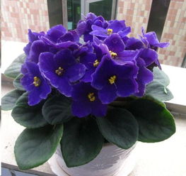 君子兰的矮小品种解析