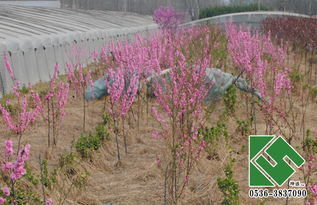山东省苗木花卉市场探秘