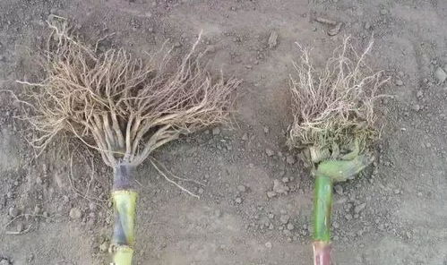 小麦田杂草的烦恼