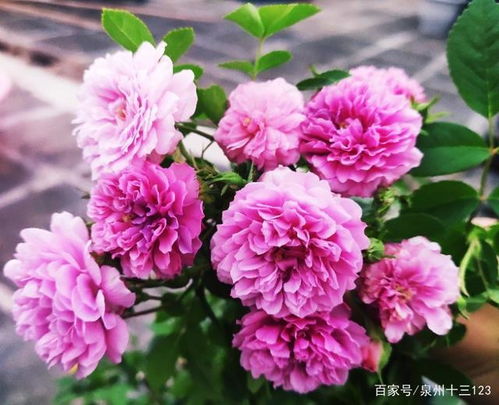 锯齿边缘，爱情的象征