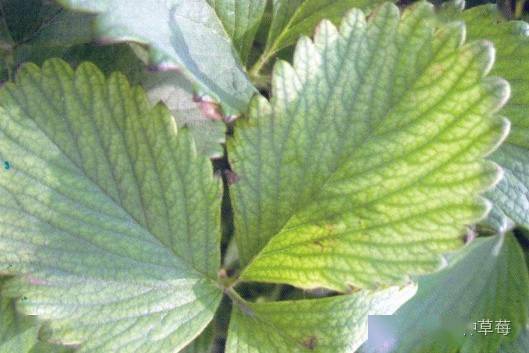 缺水还是病虫害？这得先堪症状