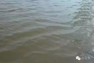 水质， 鱼儿健康的“守护神”