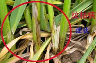 戊唑百菌清：杀菌剂中的“三好学生”