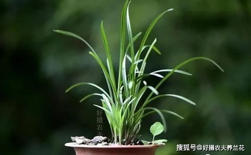 兰花病害防治， 阿维菌素打水比例揭秘