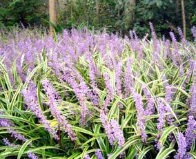 麦冬的温暖小窝：适合种植的地区