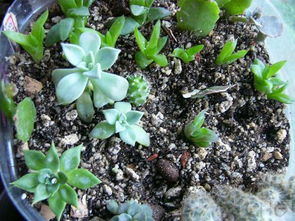 家庭园艺中的小秘密：多肉植物的扦插大法