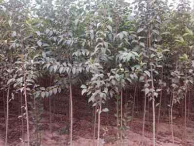 3公分和6公分红叶李的价