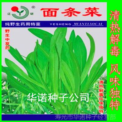 面条菜什么季节播种最适宜？如何进行面条菜种植及最佳播种时间是什么
