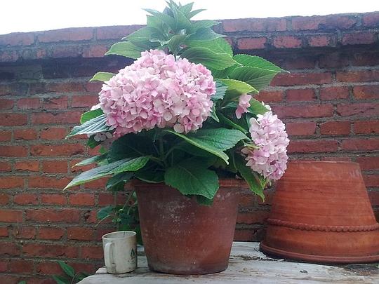 招财植物，寓意美好