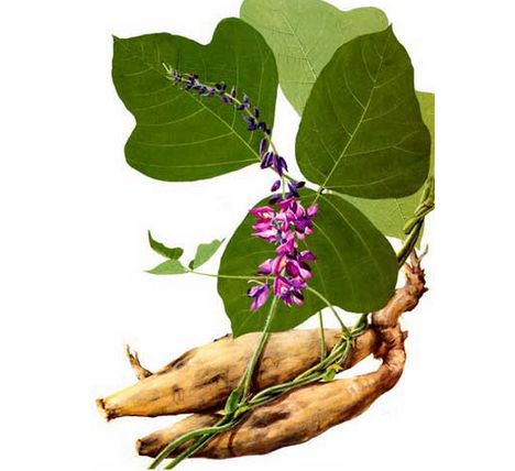 高清野葛根图片，揭秘神奇功效