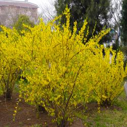 连翘在北方园林绿化中的应用