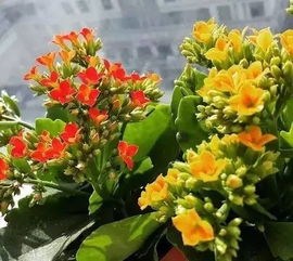 长寿之花（盛放长寿的花朵