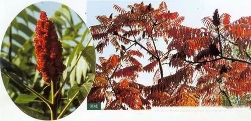 喷泉树耐贫瘠土壤能力强，适应性强