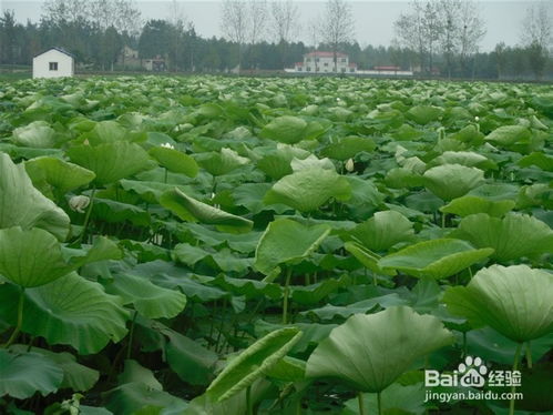 荷花种植时如何根据不同生长阶段调整水位和施肥