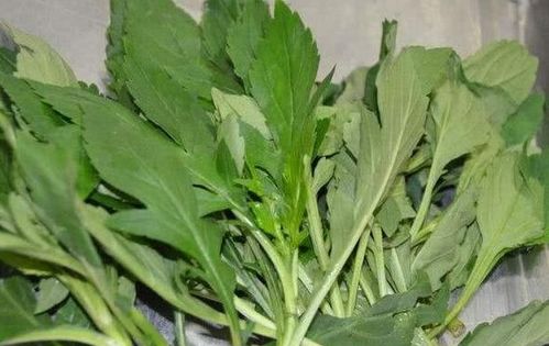 苦菜功效显著，清热解毒，野菜佳品！